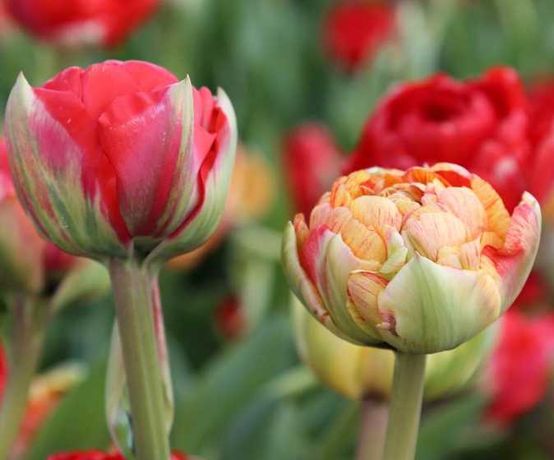 tulipan podwójny, mix odmian 45szt