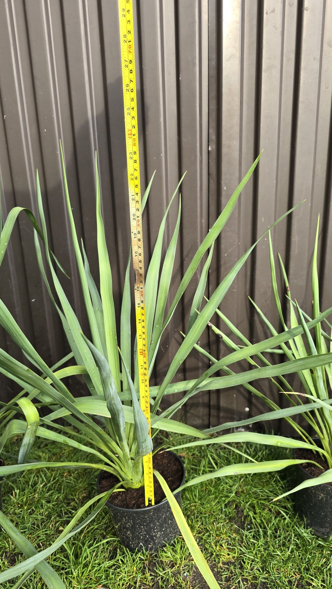 Juka yucca gloriosa