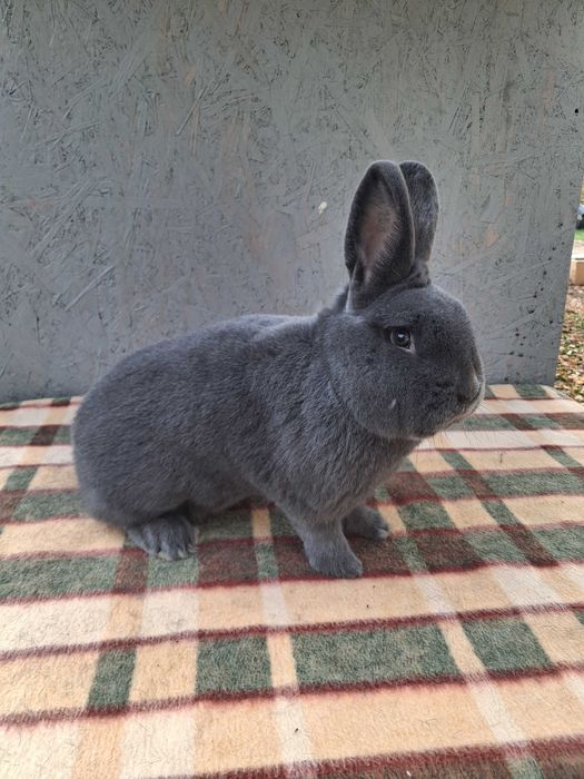 Wiedeński Niebieski