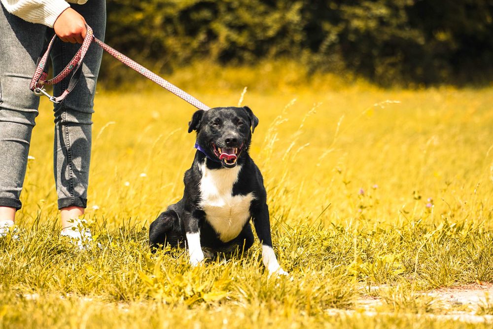 Organek - śliczny, niewielki pies szuka domu