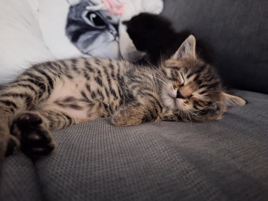 Dwa kociaki szukają kochającego domu!