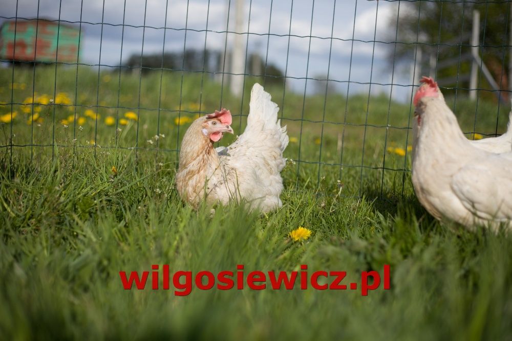Kury nioski tetra  biała z jajkiem