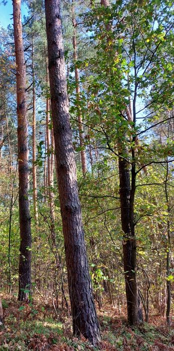 Las, sosna, dąb 0,51ha