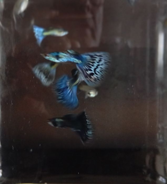 Guppies Blue Galaxi