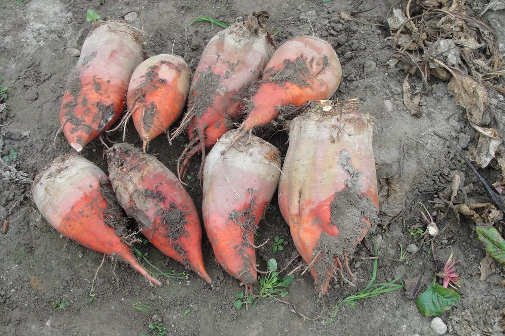 sprzedam buraki pastewne