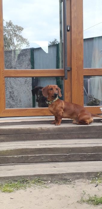 Рыженькие щенки таксы