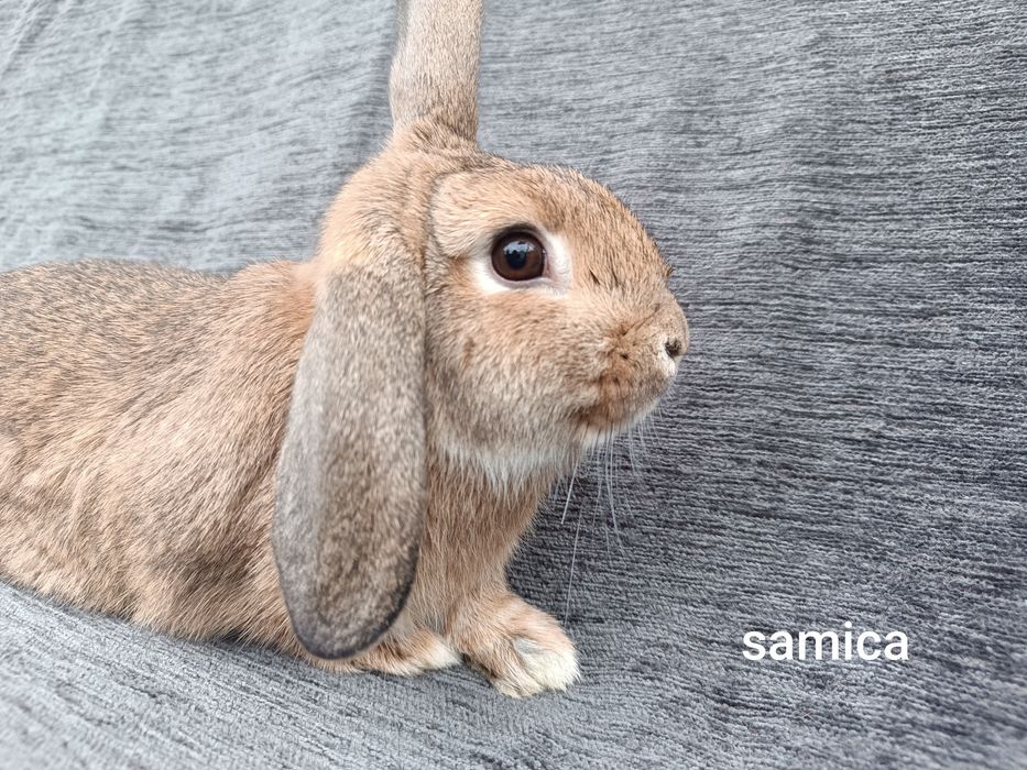 Króliki karzełki baranki miniaturki