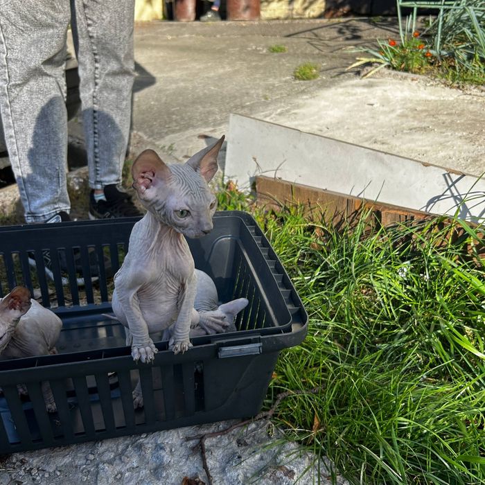 Шукаємо люблячих господарів для донських сфінксів!
