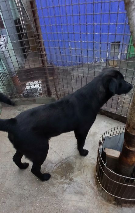 Отдам даром в добрые руки собачек метисы лабрадора