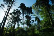 Terreno com plantação de eucaliptos