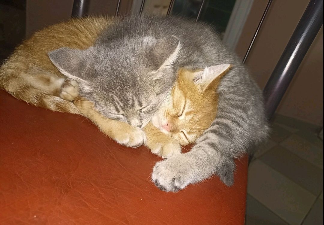 Малі гарні кошенята