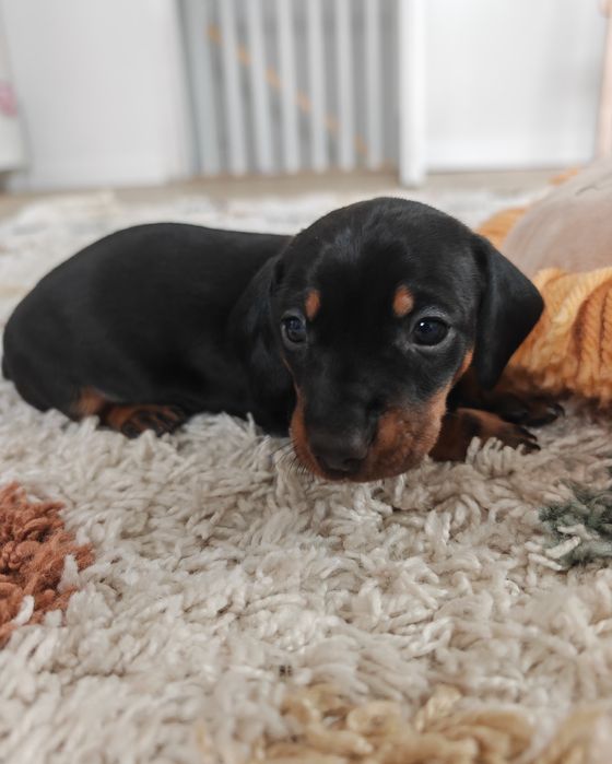 Jamnik jamniś mini standard słodka i malutka Luna