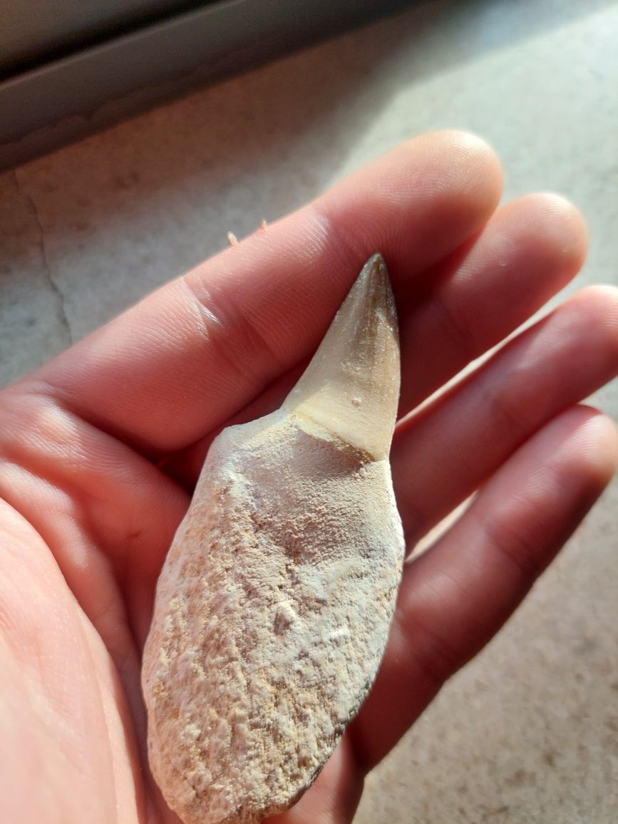 Fóssil dente de Mosassauro