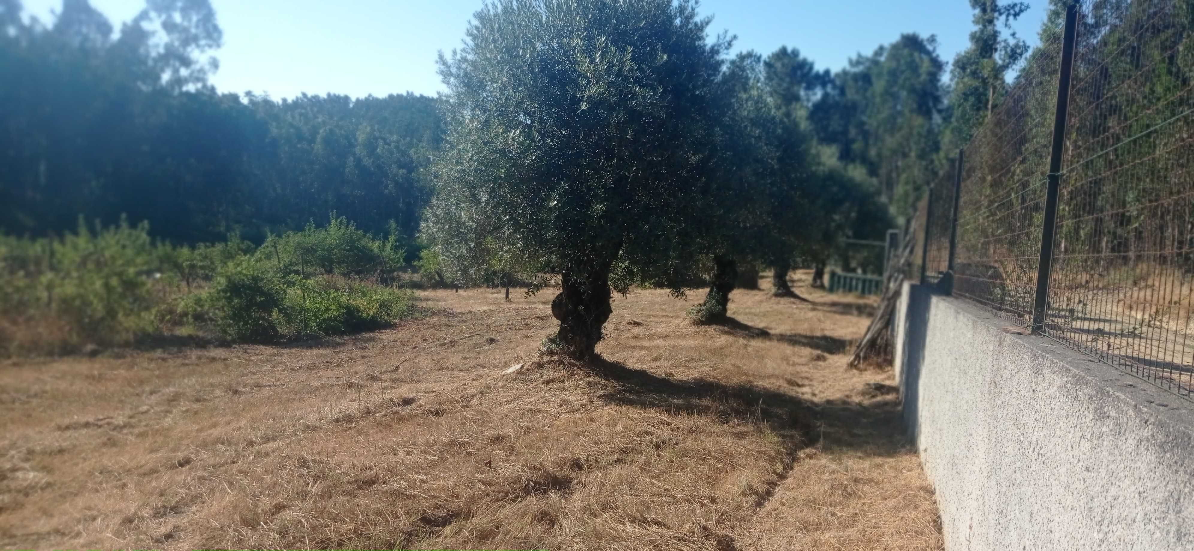Terreno 1 hectare com casa rural e árvores de fruto