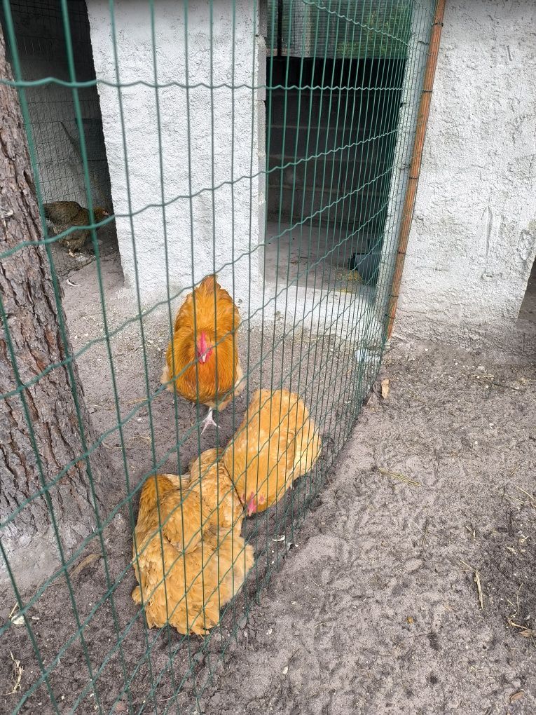 Vendese casal Brahma Splash e um casal Orpington amarelo com 2 femias