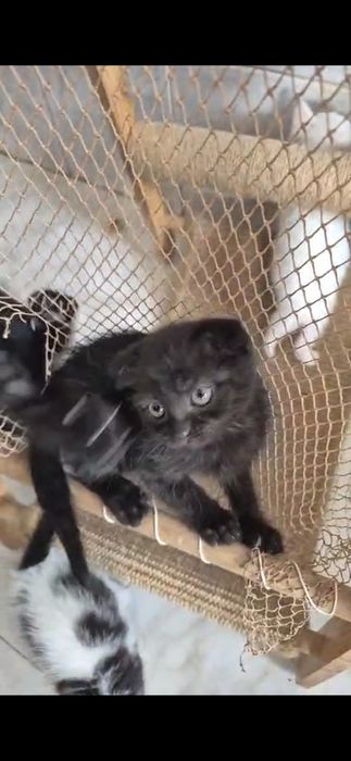 Scottish fold preto smoking macho