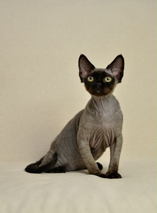 Чорний хлопчик девон рекс