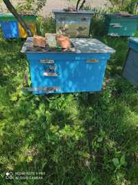 Срочно продам вулики з бджолами породи Карінка