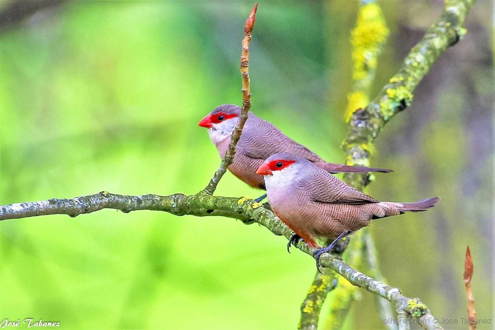 Casal bicos lacre anilhados