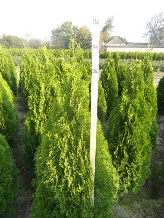 Tuja tuje Szmaragd, krzewy ozdobne