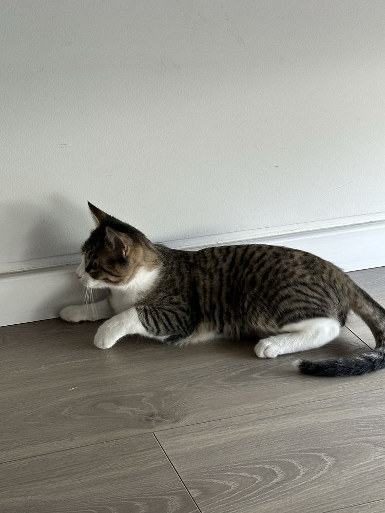 Quer viajar e não quer deixar seu caozinho ou gatinho sozino?