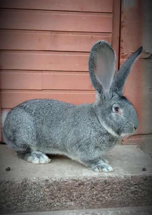 Самці, Європейська шиншила