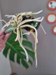 Pędówka sadzonka pędowa Monstera variegata halfmoon big form liść