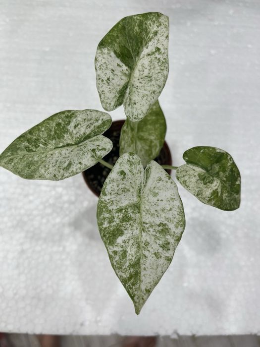 Алоказия macrophylla Splash Adora Batik вариегата