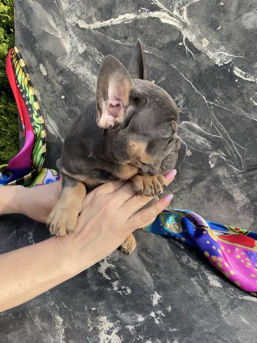 Дівчинка французького бульдога