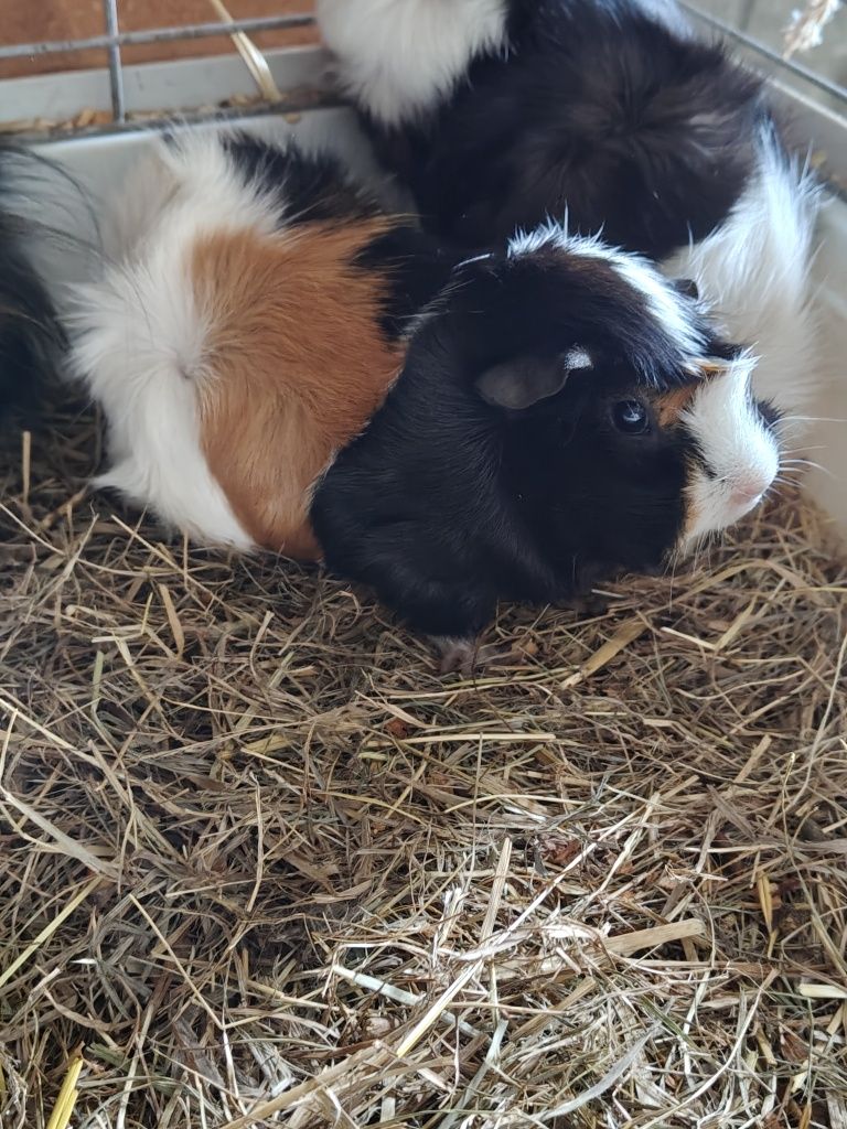 Oddam świnki morskie
