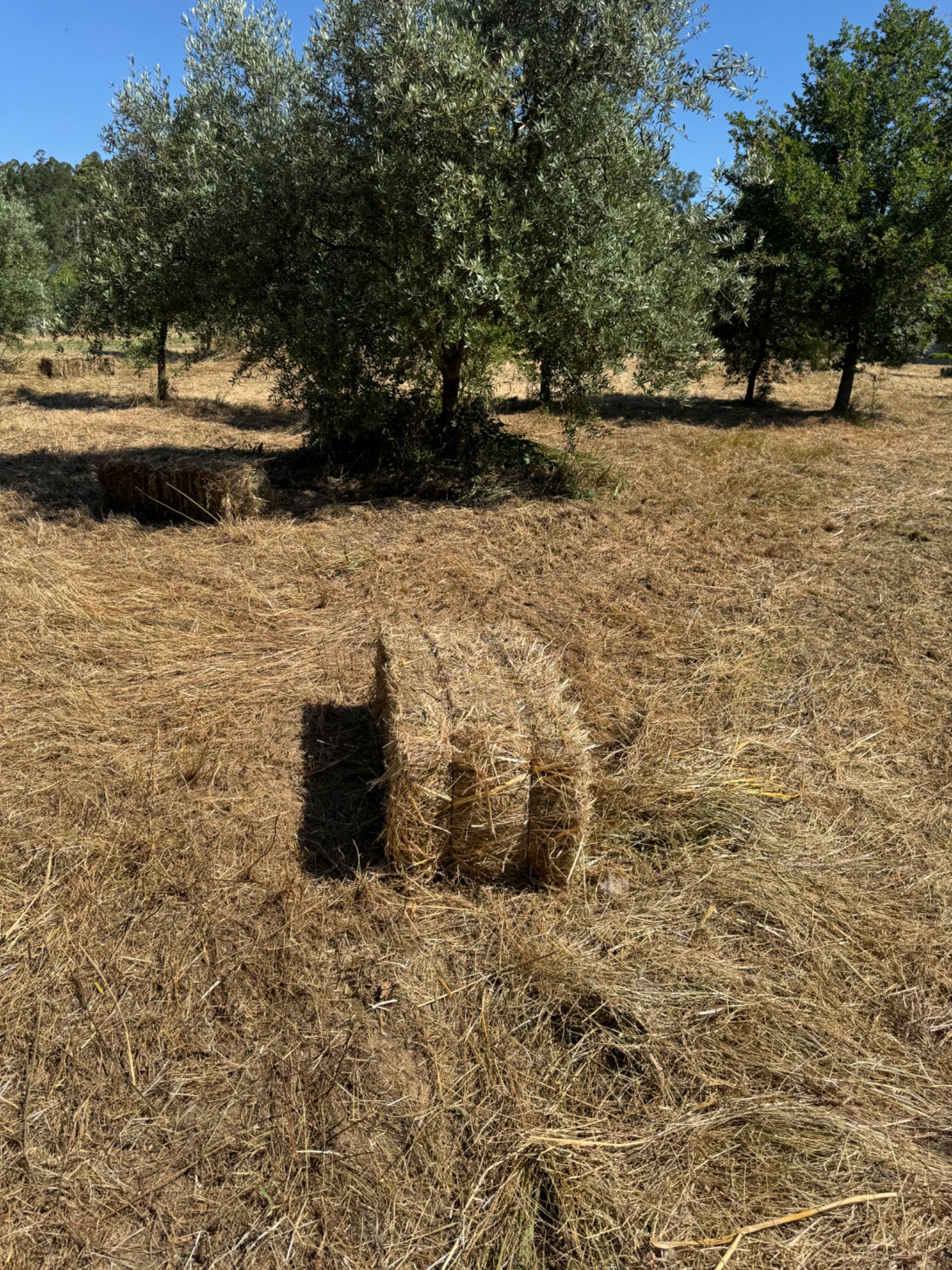Vendo Fardos de palha