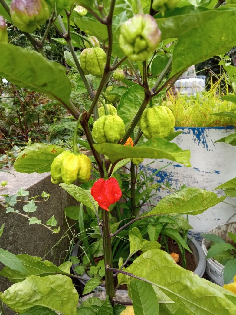 Sementes de malaguetas Carolina reaper a mais picante do mundo.