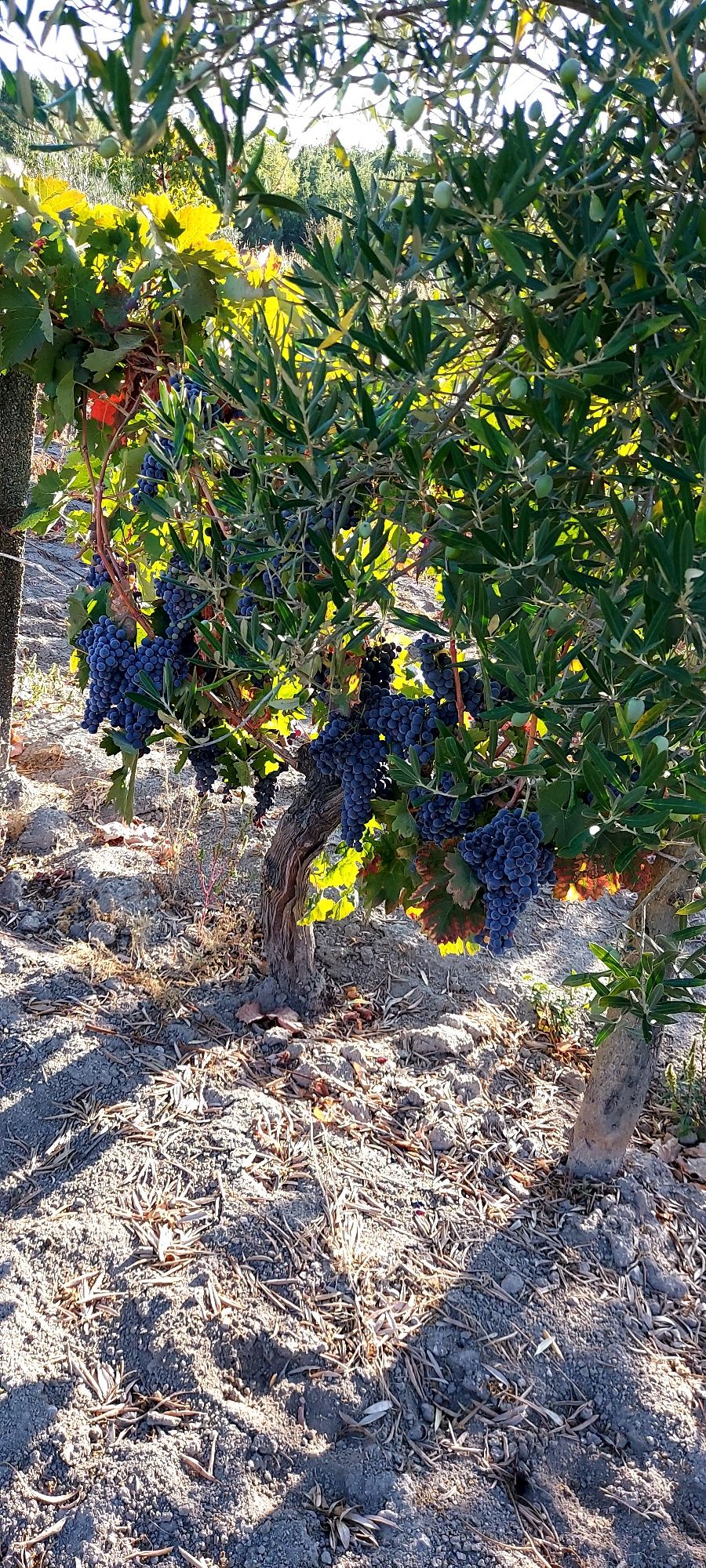 Uvas para vender