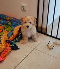 Maltipoo piesek badania genetyczne