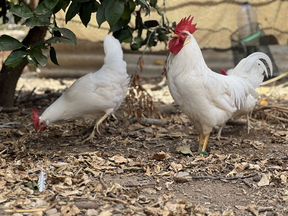 Galinhas Galos ou ovos Legorn