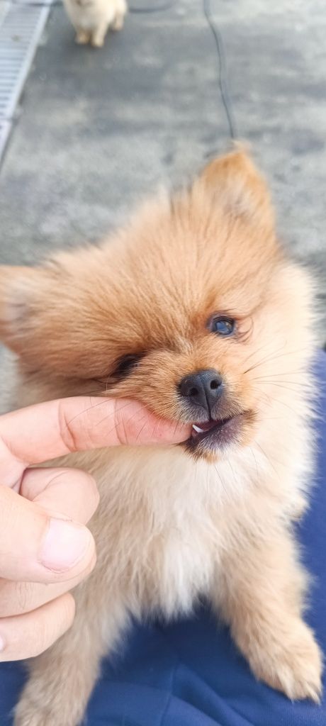 Spitz alemão anão, lulu da pomerânia