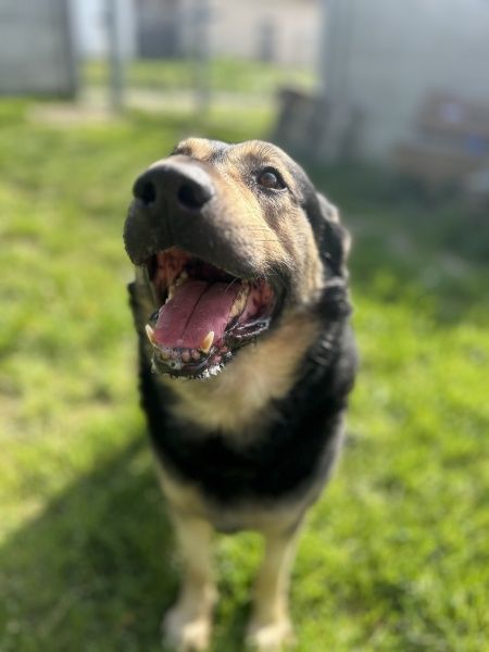 Halk do adopcji!