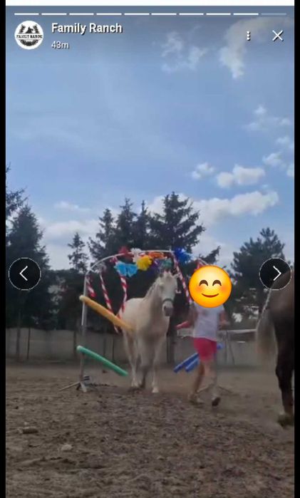 3-letni Wałach AQH na sprzedaż