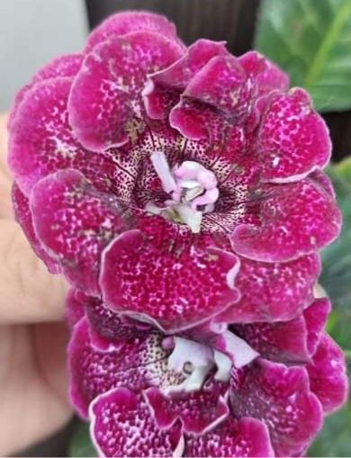 Глоксинія сіянчики