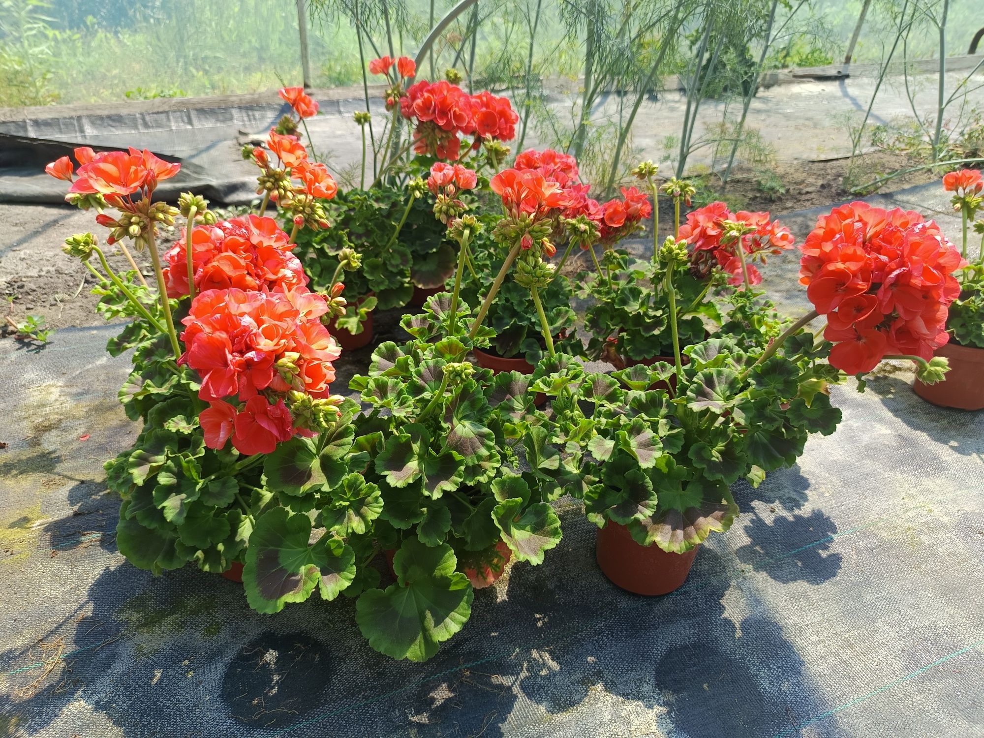 Pelargonia na balkon i do ogrodu