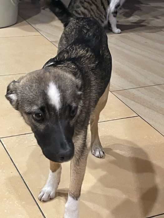 Oddam 4 pieski ur. 24.09. Na ostatnich 2 zdjęciach matka.Oddam za darm