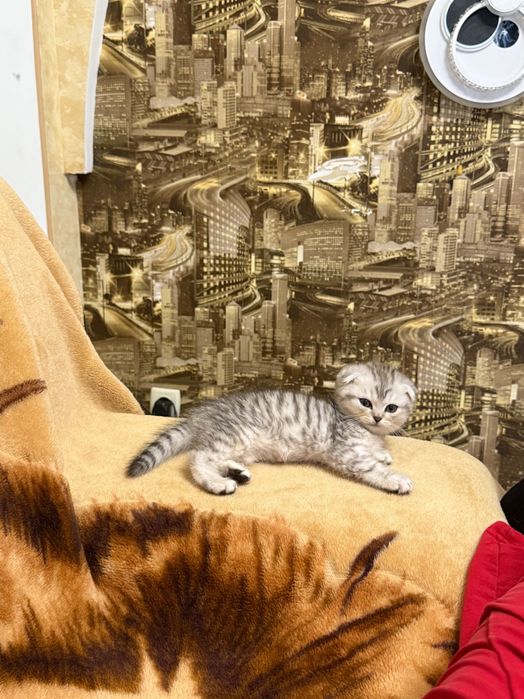 Шотландські кошенята