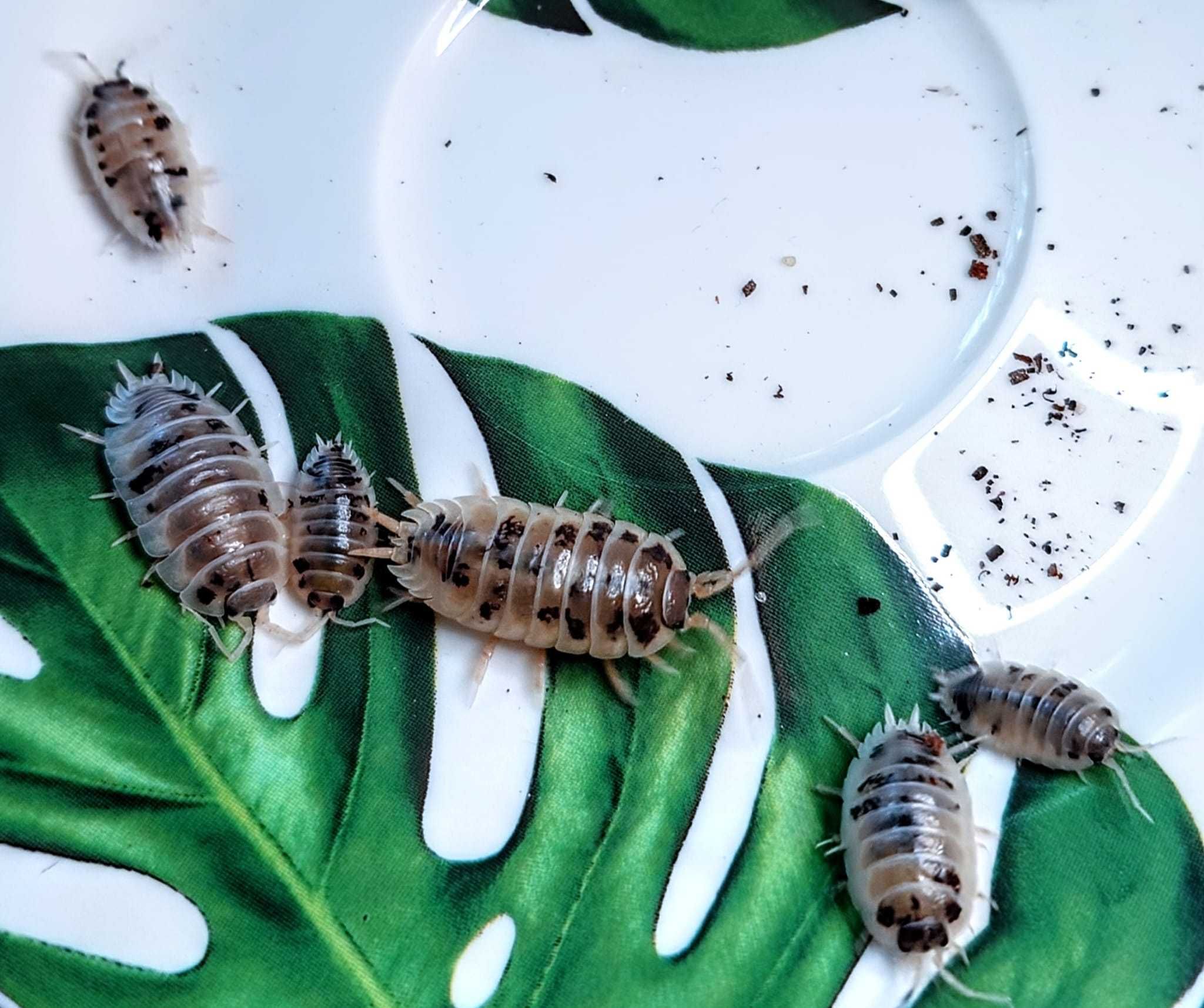 50 sztuk Isopody Porcellio laevis "diary cow" tzw krówk