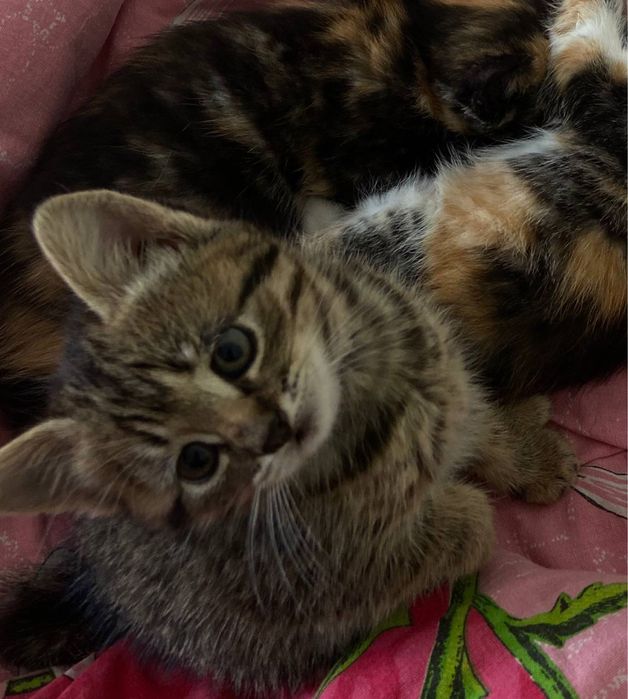 Кошенятко дівчинка