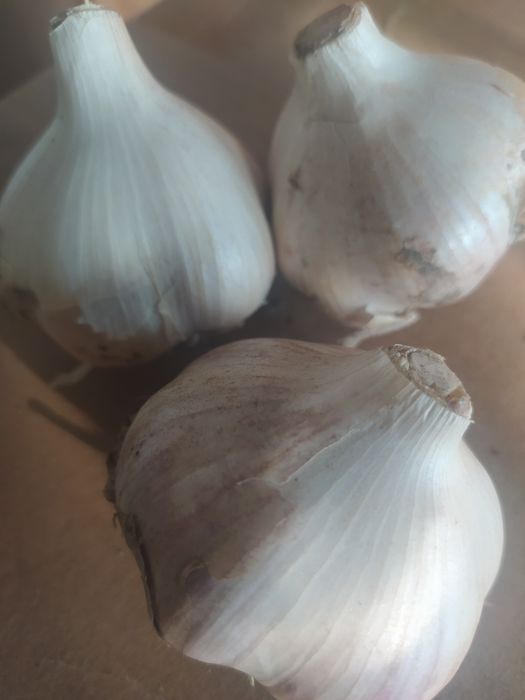 Озимий часник великий та середній