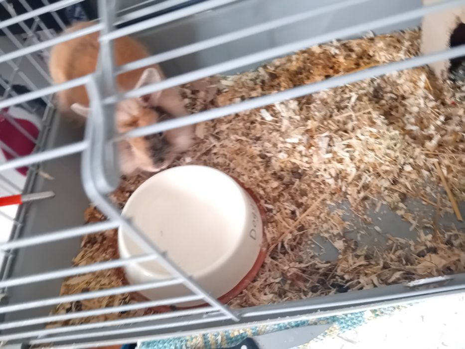 Coelho anao holandes