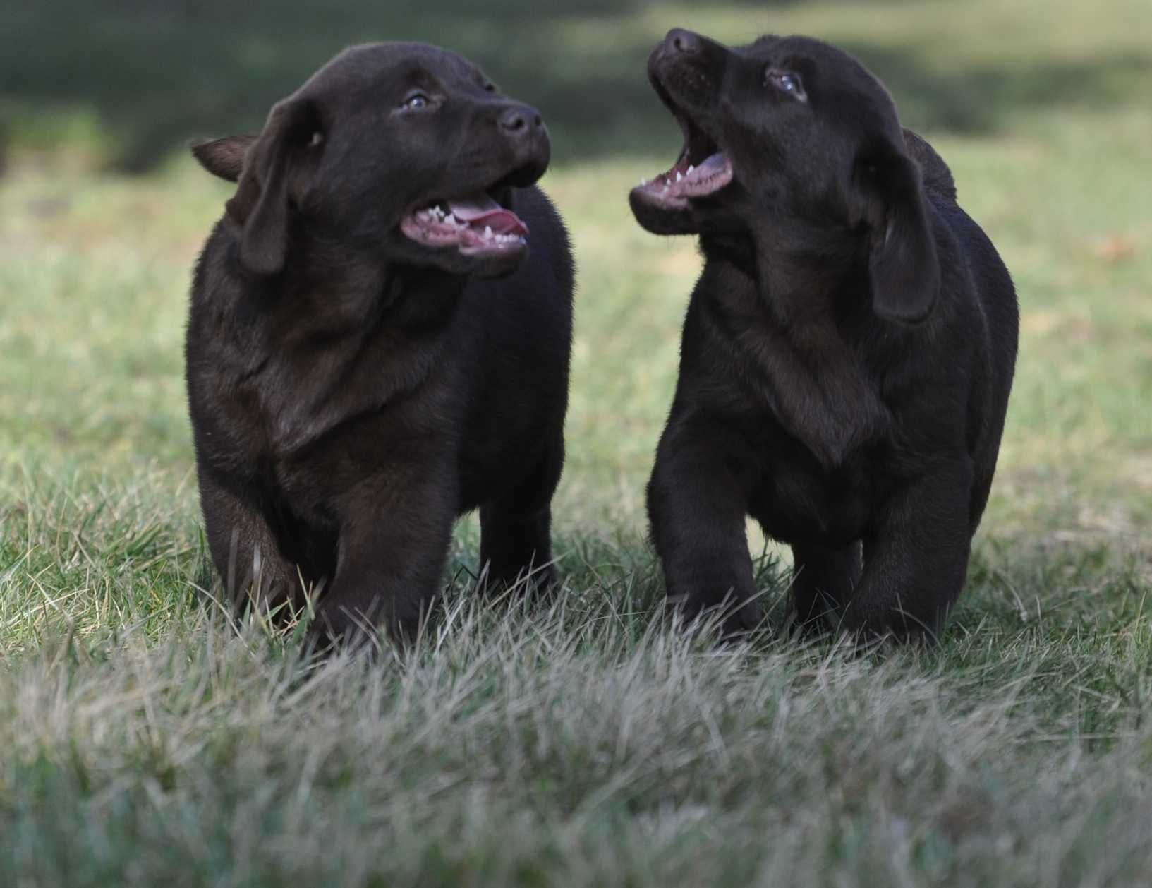 Labrador Retriever szczenie z rodowodem ZKwP, FCI Badania Genetyczne