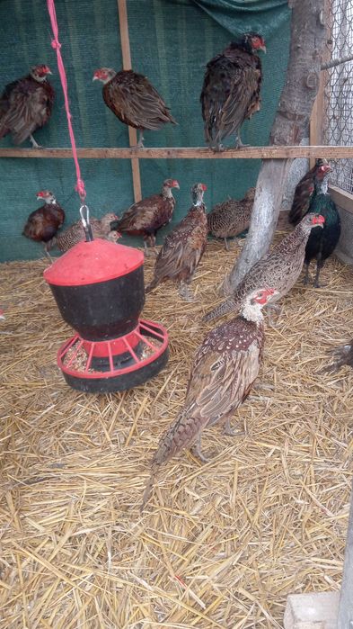 Bażanty łowne - młode