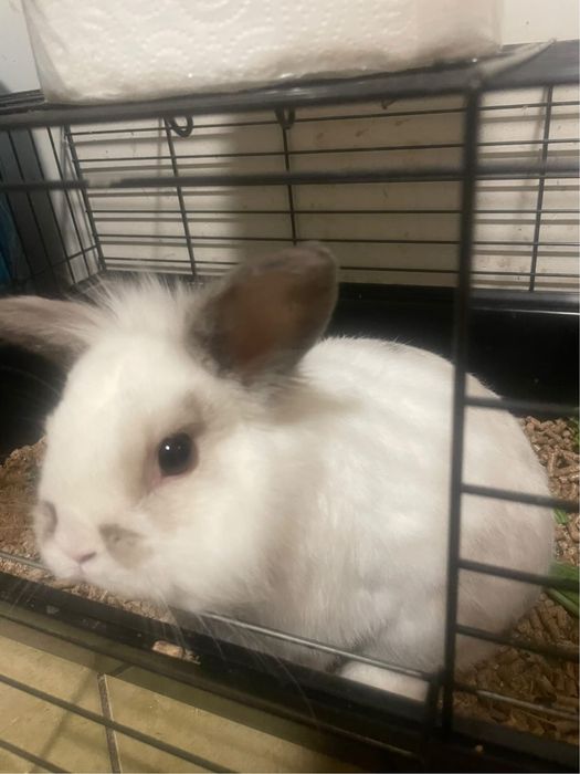 Królik wraz z klatką i siankiem