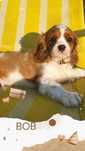Cavalier King Charles Spaniel - szczeniak